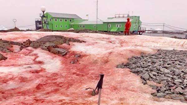Antarctica snow turns red: Here is all you need to know