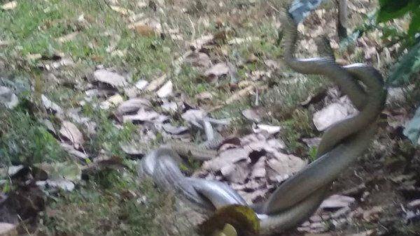 Swarm of mating snakes prompts partial closure of Florida city park