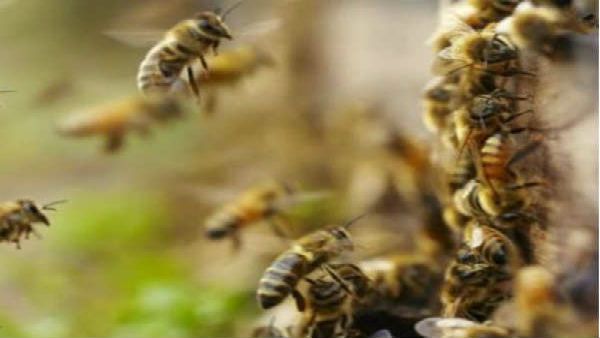 Bee attack during funeral leaves 50 injured in MP's Gorakhpur village