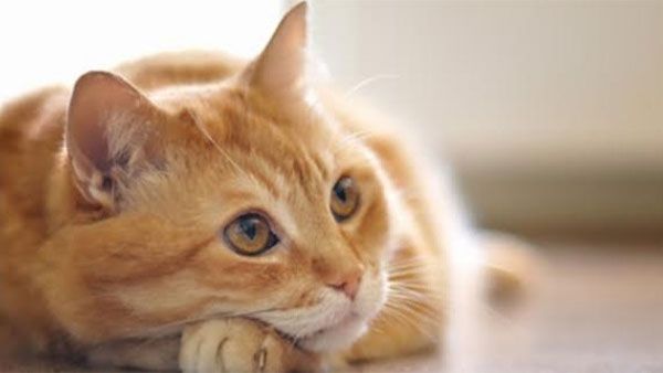 Cat found infected with coronavirus in Belgium