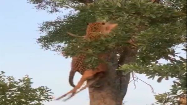 Effortless: Video of leopard climbing tree with prey leaves netizens stunned