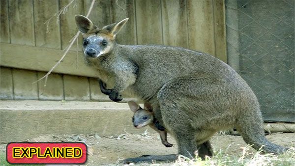 She is pregnant all the time! Decoding the science behind Swamp wallabies unique reproductive plan