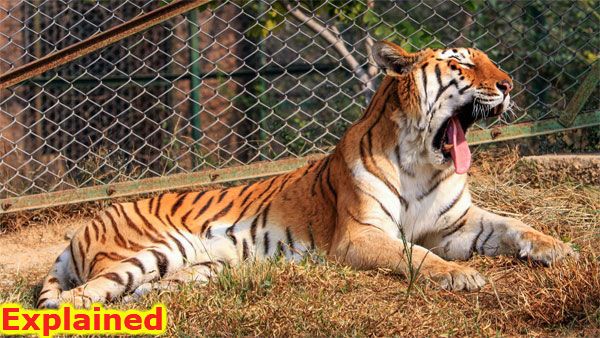 Coronavirus: Can humans infect animals too?