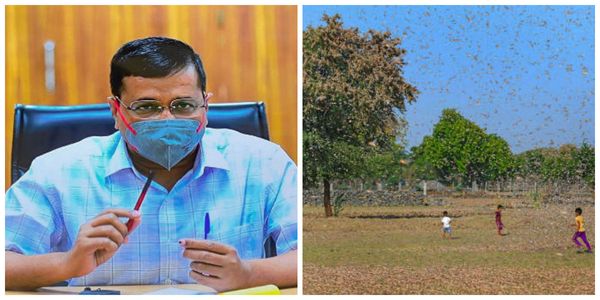 Delhi govt gears up for probable locust attack; Issues advisory