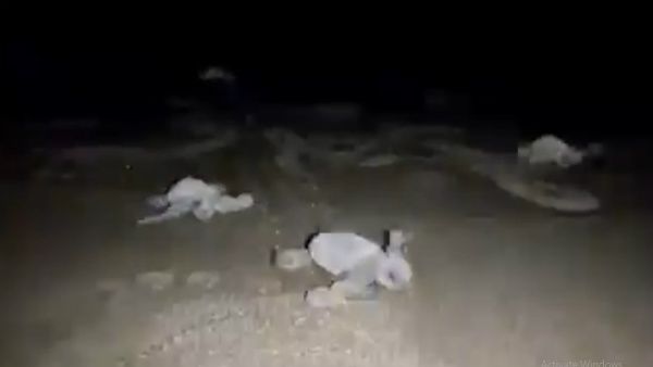 Watch: Turtles emerge from nest at Goa beach