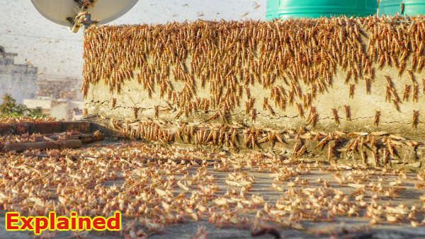 Explained: How desert locusts made its early arrival to India and how serious would it