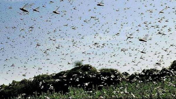 Locust attack: Centre to buy sprayers from UK, use helicopters, drones to spray pesticides
