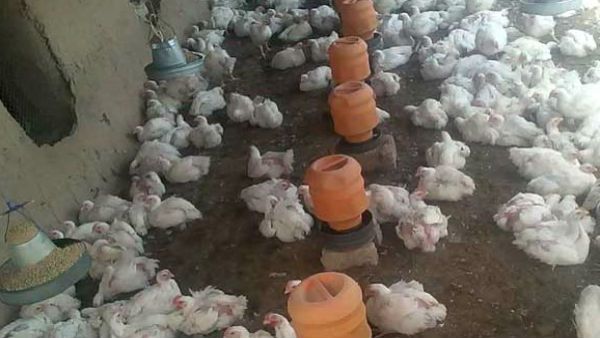 Delhi govt issues advisory not to consume half-cooked poultry products