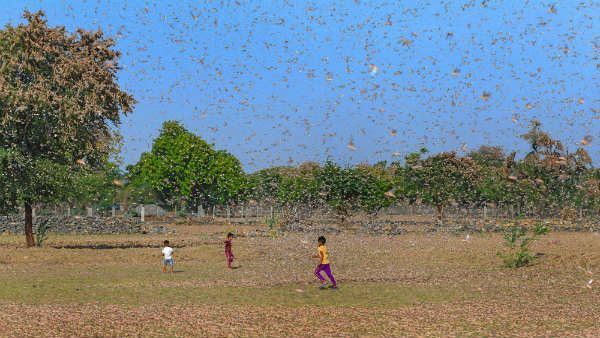Locusts swarms reach Nagpur, drones used to spray pesticides