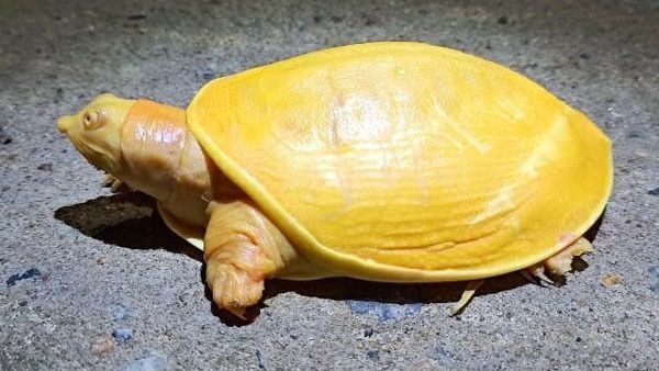 Never seen before: Rare yellow turtle spotted in Odisha's Balasore