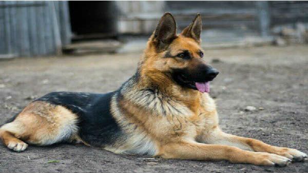 Canine dog helps nab thief in Kalighat