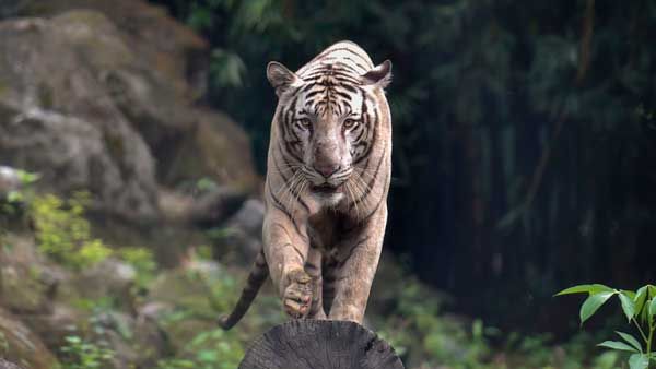 International Tiger Day: Did you know that this beast is not only the national animal of India