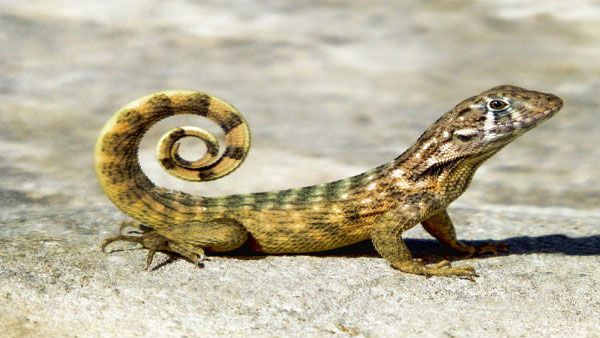 World Lizard Day 2020: Interesting facts about lizard