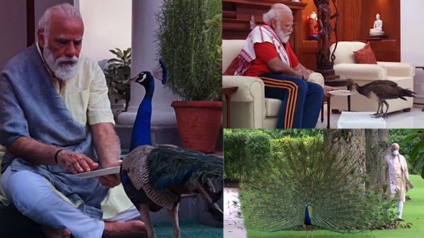 PM Modi posts video of him feeding peacocks during morning routine of exercises
