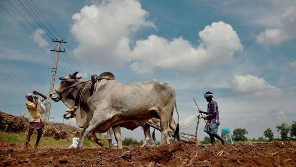 When a lecturer turned farmer during the lockdown