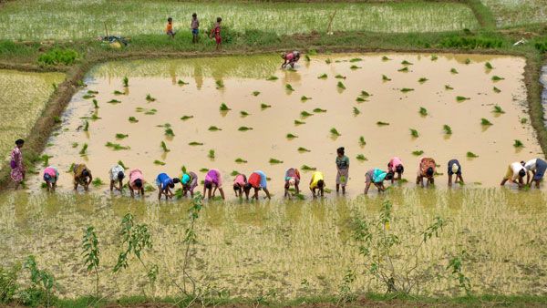 Budget 2021: Agriculture sector gets a boost; Sitharaman increases outlay to Rs 16.5 lakh crore
