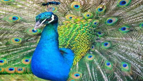 28 peacocks found dead in Tamil Nadu, probe on