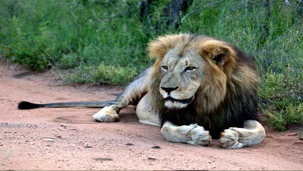 63,000 animals, including 4 Asiatic lions and 73 elephants, died on rail tracks: CAG
