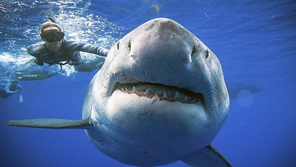 Shocking: Nearly 500,000 sharks may face slaughter for preparation of coronavirus vaccine