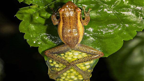 Researchers discover new genus of tree frog in Andamans