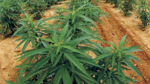 Goa govt's law department gives nod for ganja cultivation, opposition sees red