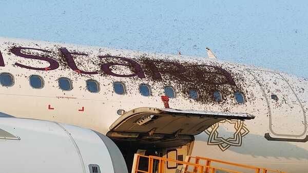 Watch: Honeybees swarm land on two flights at Kolkata airport