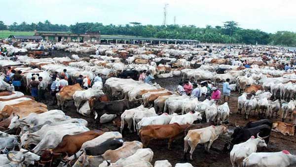 Law on anti-cow slaughter in Karnataka to be delayed
