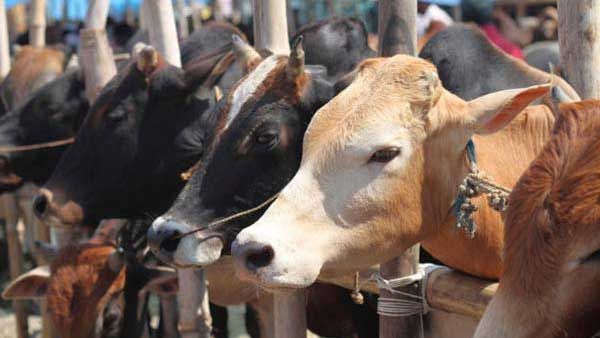 Haryana's Nuh panchayat plans to boycott cow slaughterers