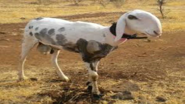 Maharashtra: Madgyal sheep gets offer of Rs 70 lakh