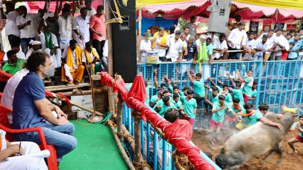Lovely experience to see Tamil culture in action: Rahul Gandhi on Jallikattu