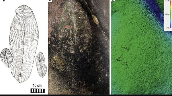 India’s oldest art gallery overlooked for fossil in Bhimbetka caves?