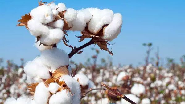 Pak decides to allow import of cotton, sugar, yarn from India