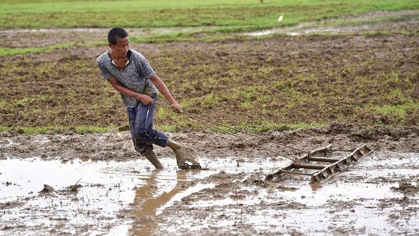 Centre directs fertiliser firms not to hike MRP of non-urea fertilisers