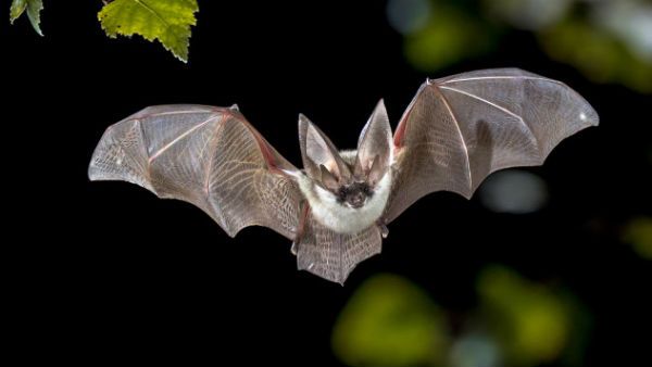 Air India flight returns to Delhi airport half hour after take off as cabin crew sees bat