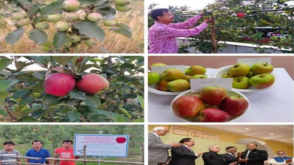 Himachal farmer develops low chilling apple variety