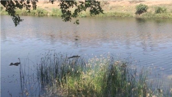 Now, floating human corpses found in Madhya Pradesh's Panna river creates panic