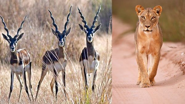 Lioness, four blackbucks found dead near dam in Gujarat