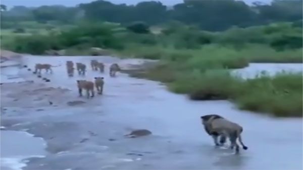Watch: In aftermath of Cyclone Tauktae, Lions at Gir safely crossing overflowing waterway