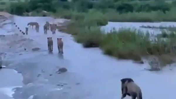 The truth behind the video of lions at Gir in the aftermath of cyclone Tauktae