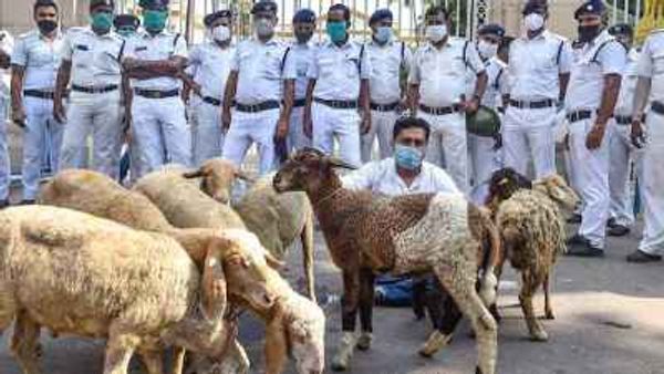 Narada case arrests: Bengal Governor takes 'serious note' of sheep protest outside Raj Bhavan