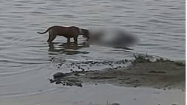 UP: Two more dead bodies found lying near Ganga cremated after video of dogs mauling them goes viral