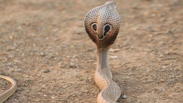New research records 8 more species of snakes in New Delhi
