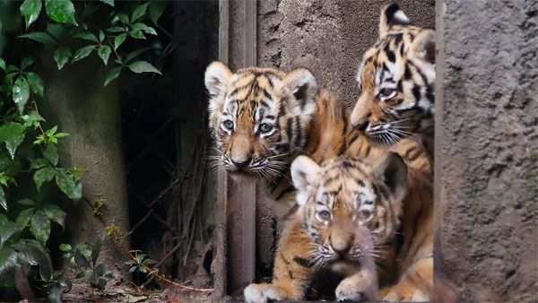 The big cat boom: 41 tiger cubs spotted in MP's Bandhavgarh reserve