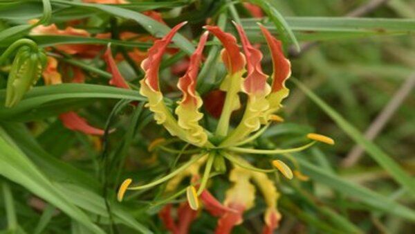 World Environment Day 2021: Uttarakhand govt releases list of 73 rare, threatened, endangered plant species