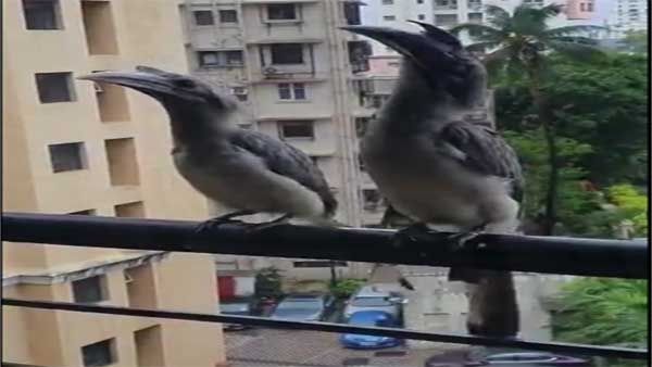 Netizens fascinated as video of Rare Indian Grey Hornbill sitting on Mumbai balcony goes viral