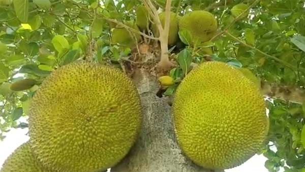 'Jack of all health': This green jackfruit flour treats Type 2 diabetes in patients, says Study