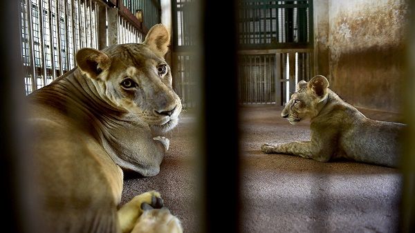 Guidelines for COVID-19 testing in zoo, captive wild animals