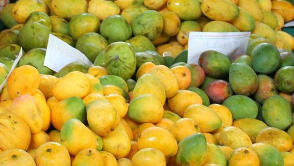 Bangladesh PM sends one metric tonne of mangoes as gift to Kovind, Modi