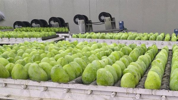 For the first time, famous Jardalu mangoes from Bhagalpur reaches UK