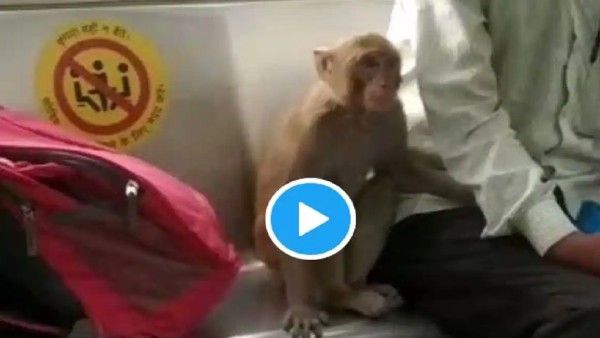 Viral video: Monkey seen travelling with passengers inside Delhi Metro coaches